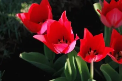 flores jigsaw puzzle