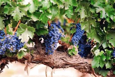 natural jigsaw puzzle