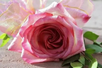 flores jigsaw puzzle