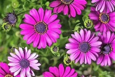 flores jigsaw puzzle
