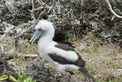 Sula di abbott