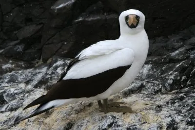 Sula mascherata