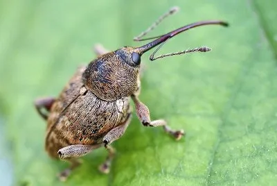 Curculio nucum