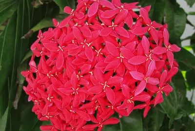 Fleur jigsaw puzzle