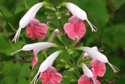 Salvia
