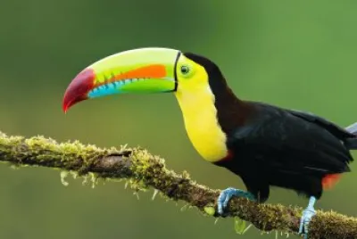 TUCAN