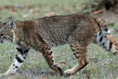 Lince rossa