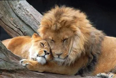 Leones