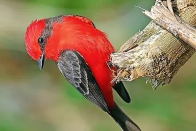 natural jigsaw puzzle