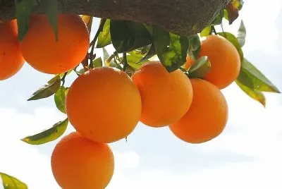 frutas jigsaw puzzle