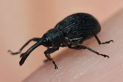 Anthonomus rubi