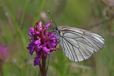 Aporia crataegi jigsaw puzzle