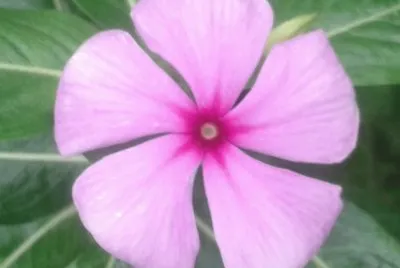 flower11 jigsaw puzzle