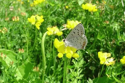 Lycaena dione jigsaw puzzle