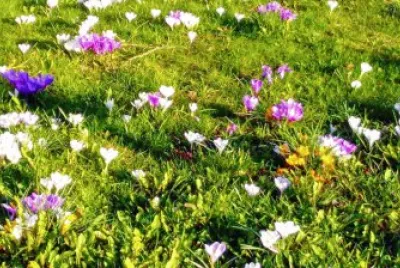 crocus