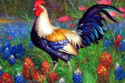 gallo