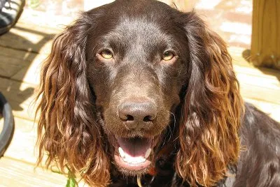 Boykin spaniel