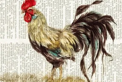 gallo