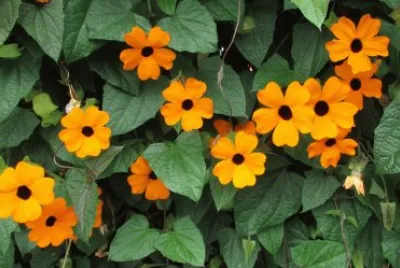 Thunbergia jigsaw puzzle