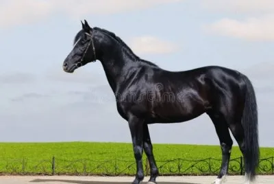 Trakehner