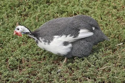 Gallina maculata