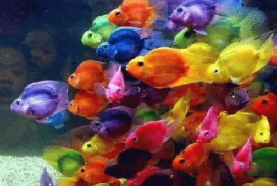 Cores