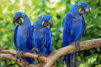 Animais jigsaw puzzle