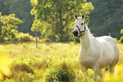 cavalo