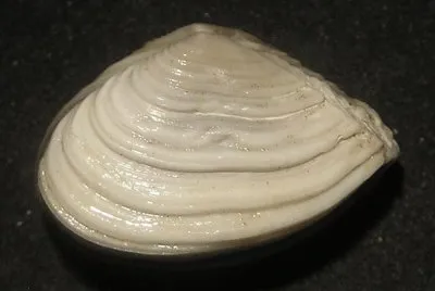 Corbula mdesta