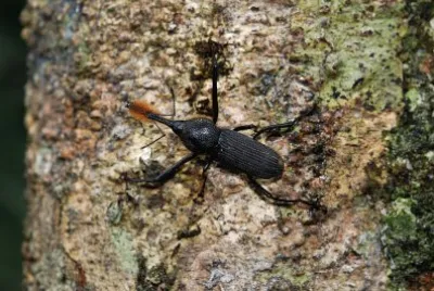 Rinostomus barbirostris