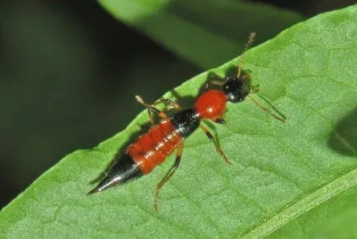 Paederus baudii