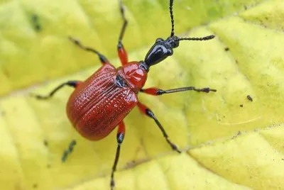 Apoderus coryli