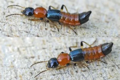Paederus littoralis