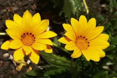 Gazania