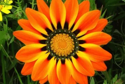 Gazania