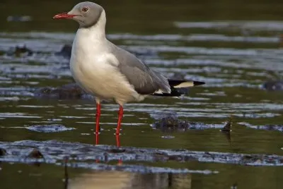 Gabbiano testagrigia