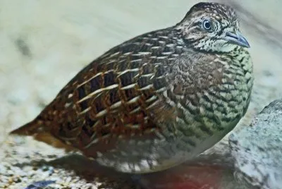 Quaglia tridattila del madagascar
