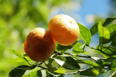 Frutas