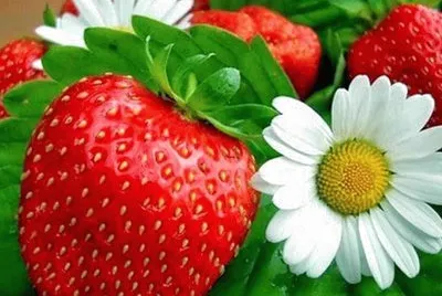 Frutas