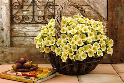 flores