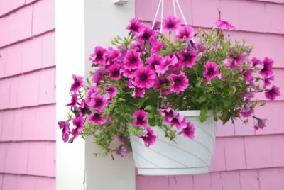 flores
