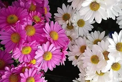 flores