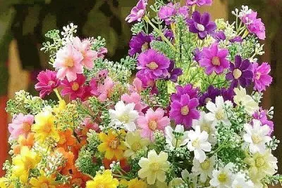 flores
