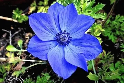 flores