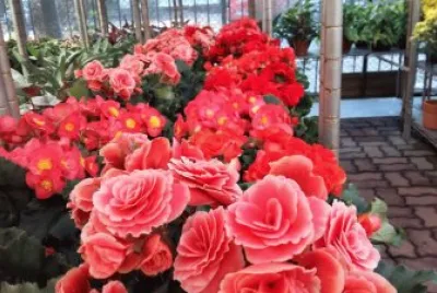 flores