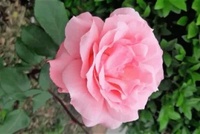 flores
