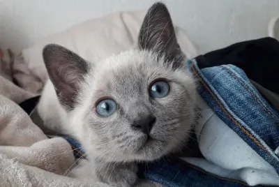 פאזל של Purrr