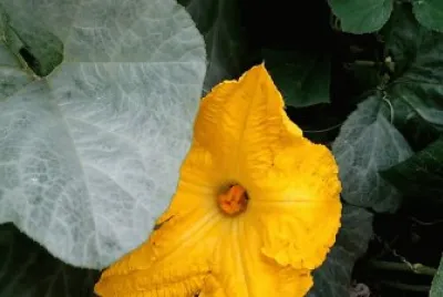 OK