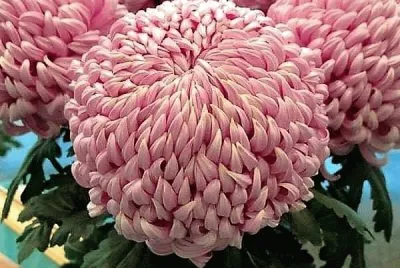 flores