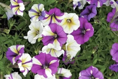 flores